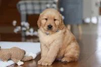 Lucas, a male Golden Retriever for sale in Millersburg, OH – Photo 1 of 5