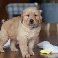 Lucas, a male Golden Retriever for sale in Millersburg, OH – Photo 2 of 5