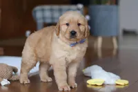 Lucas, a male Golden Retriever for sale in Millersburg, OH – Photo 2 of 5