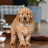 King, a male Golden Retriever for sale in Millersburg, OH – Photo 7 of 8