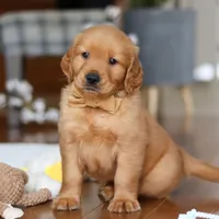 Alex, a male Golden Retriever for sale in Millersburg, OH – Photo 3 of 7