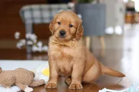 Alex, a male Golden Retriever for sale in Millersburg, OH – Photo 5 of 7