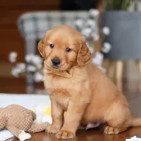 Alex, a male Golden Retriever for sale in Millersburg, OH – Photo 6 of 7