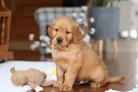 Alex, a male Golden Retriever for sale in Millersburg, OH – Photo 4 of 7