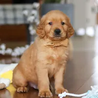 Alex, a male Golden Retriever for sale in Millersburg, OH – Photo 4 of 7