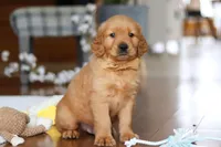 Alex, a male Golden Retriever for sale in Millersburg, OH – Photo 2 of 7