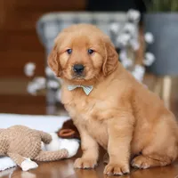 King, a male Golden Retriever for sale in Millersburg, OH – Photo 5 of 8