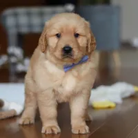 Lucas, a male Golden Retriever for sale in Millersburg, OH – Photo 5 of 5