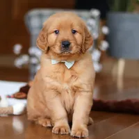 King, a male Golden Retriever for sale in Millersburg, OH – Photo 1 of 8