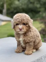 Honey , a female Poodle - Miniature  for sale in Millersburg, OH – 5 of 7