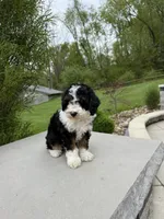 Lilah, a male Poodle - Miniature  for sale in Millersburg, OH – 2 of 8