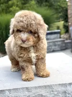 Honey , a female Poodle - Miniature  for sale in Millersburg, OH – 6 of 7