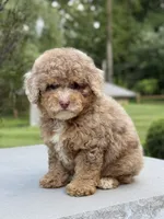 Honey , a female Poodle - Miniature  for sale in Millersburg, OH – 4 of 7
