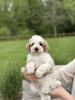 Joey, a male Poodle - Miniature  for sale in Millersburg, OH – 2 of 7