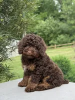 Benson, a male Poodle - Miniature  for sale in Millersburg, OH – 4 of 7