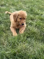 Carli, a  Golden Retriever for sale in Millersburg, OH – Photo 6 of 7