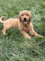 Carli, a  Golden Retriever for sale in Millersburg, OH – Photo 4 of 7