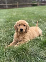 Carli, a  Golden Retriever for sale in Millersburg, OH – Photo 2 of 7