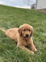 Carli, a  Golden Retriever for sale in Millersburg, OH – Photo 1 of 7