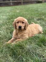Carli, a  Golden Retriever for sale in Millersburg, OH – Photo 3 of 7