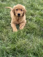 Carli, a  Golden Retriever for sale in Millersburg, OH – Photo 5 of 7