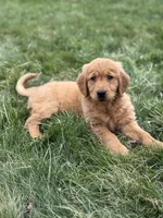 Carli, a  Golden Retriever for sale in Millersburg, OH – Photo 7 of 7