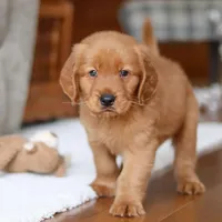 Titan, a male Golden Retriever for sale in Millersburg, OH – Photo 6 of 7