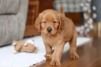 Titan, a male Golden Retriever for sale in Millersburg, OH – Photo 6 of 7