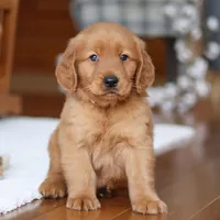 Titan, a male Golden Retriever for sale in Millersburg, OH – Photo 1 of 7