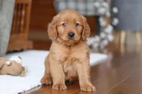 Titan, a male Golden Retriever for sale in Millersburg, OH – Photo 1 of 7
