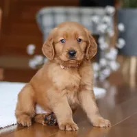 Titan, a male Golden Retriever for sale in Millersburg, OH – Photo 5 of 7