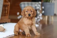 Titan, a male Golden Retriever for sale in Millersburg, OH – Photo 5 of 7