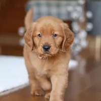 Titan, a male Golden Retriever for sale in Millersburg, OH – Photo 3 of 7