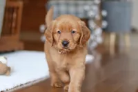 Titan, a male Golden Retriever for sale in Millersburg, OH – Photo 3 of 7