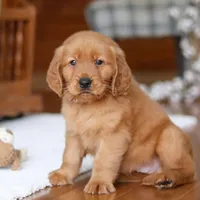 Titan, a male Golden Retriever for sale in Millersburg, OH – Photo 4 of 7