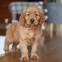 Titan, a male Golden Retriever for sale in Millersburg, OH – Photo 7 of 7