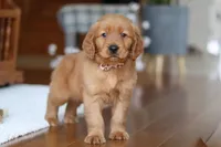 Titan, a male Golden Retriever for sale in Millersburg, OH – Photo 7 of 7