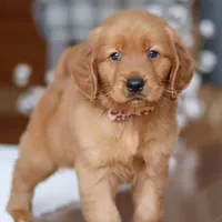 Titan, a male Golden Retriever for sale in Millersburg, OH – Photo 2 of 7