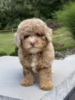 Honey , a female Poodle - Miniature  for sale in Millersburg, OH – 2 of 7