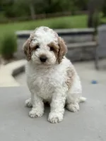 Joey, a male Poodle - Miniature  for sale in Millersburg, OH – 3 of 7