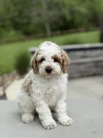 Joey, a male Poodle - Miniature  for sale in Millersburg, OH – 1 of 7