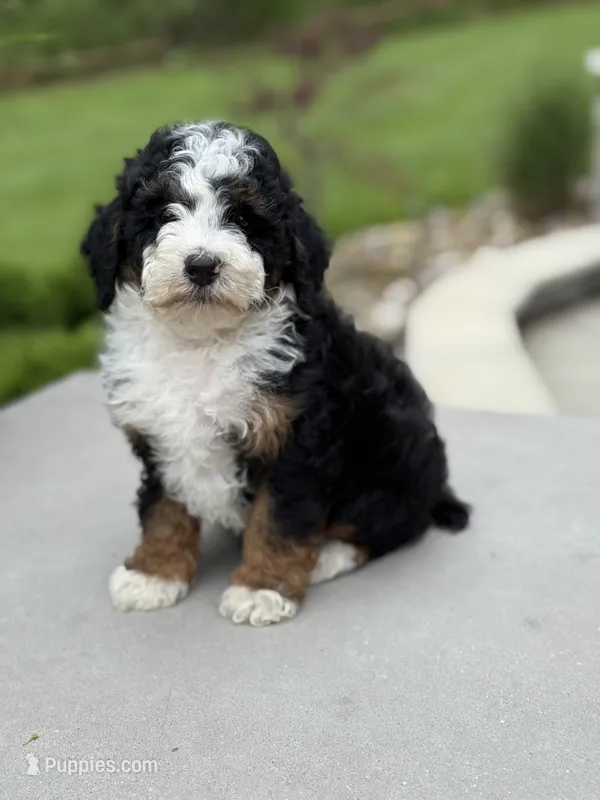 Rory – Poodle - Miniature  puppy for sale in Millersburg, OH