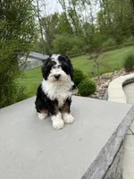 Lilah, a male Poodle - Miniature  for sale in Millersburg, OH – 6 of 8