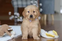 Bentley, a male Golden Retriever for sale in Millersburg, OH – Photo 1 of 6