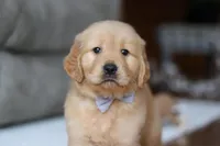 Bentley, a male Golden Retriever for sale in Millersburg, OH – Photo 2 of 6