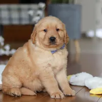 Lucas, a male Golden Retriever for sale in Millersburg, OH – Photo 4 of 5