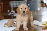 Bentley, a male Golden Retriever for sale in Millersburg, OH – Photo 3 of 6