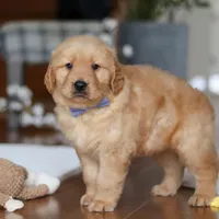 Lucas, a male Golden Retriever for sale in Millersburg, OH – Photo 3 of 5