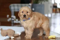 Lucas, a male Golden Retriever for sale in Millersburg, OH – Photo 3 of 5