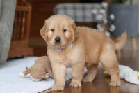 Bentley, a male Golden Retriever for sale in Millersburg, OH – Photo 4 of 6